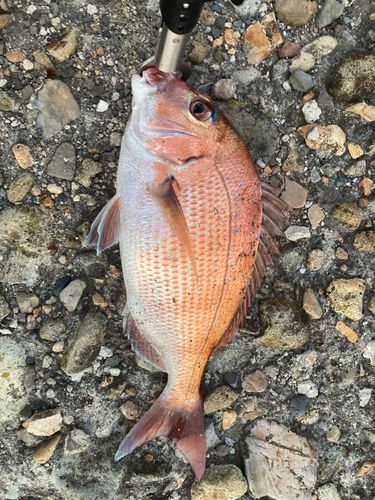 マダイの釣果