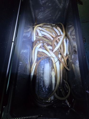 アナゴの釣果