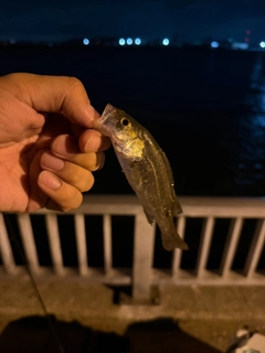 セイゴ（マルスズキ）の釣果