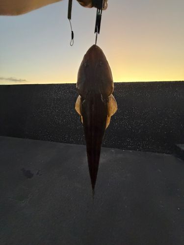 マゴチの釣果