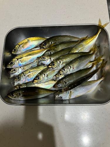 アジの釣果