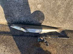 スギの釣果