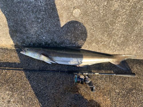 スギの釣果
