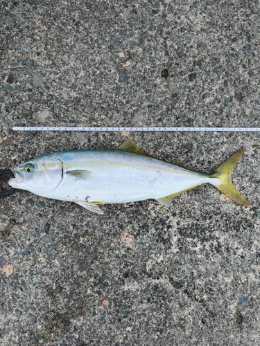 イナダの釣果