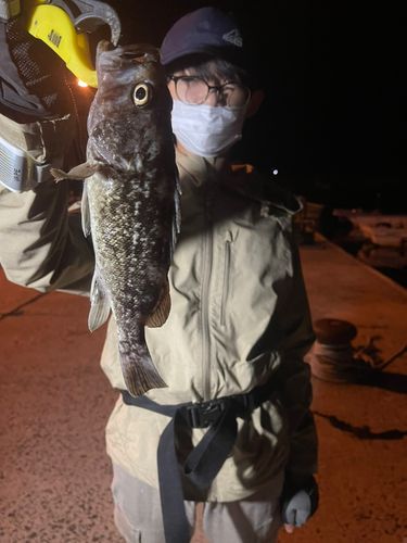 クロソイの釣果