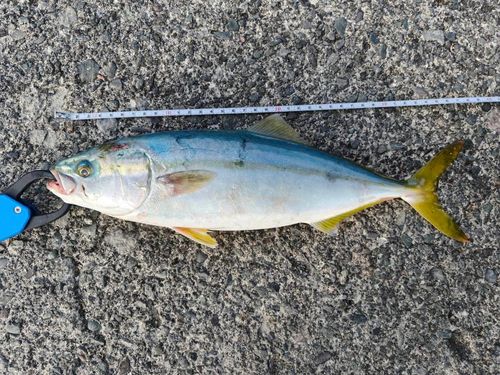 イナダの釣果