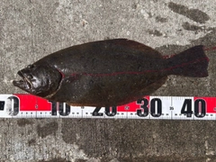 ヒラメの釣果