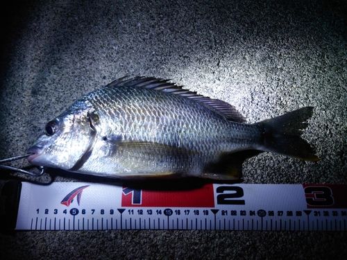 キビレの釣果