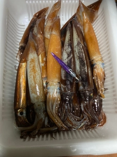 イカの釣果