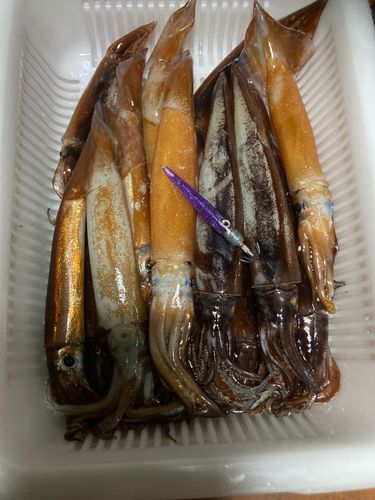 イカの釣果