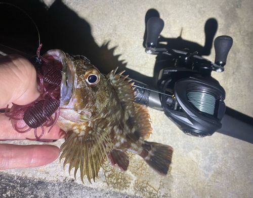 ガシラの釣果