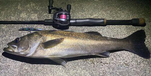 ガシラの釣果