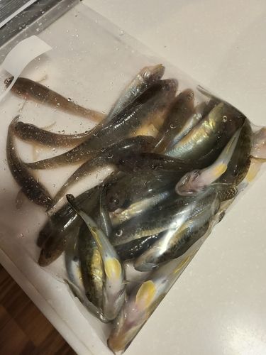 マハゼの釣果
