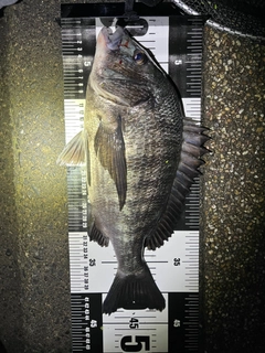 クロダイの釣果