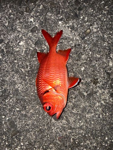 アカマツカサの釣果