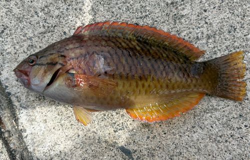 ベラの釣果