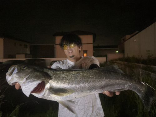 スズキの釣果
