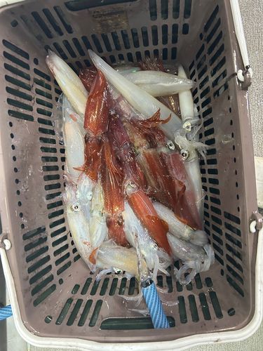 イカの釣果