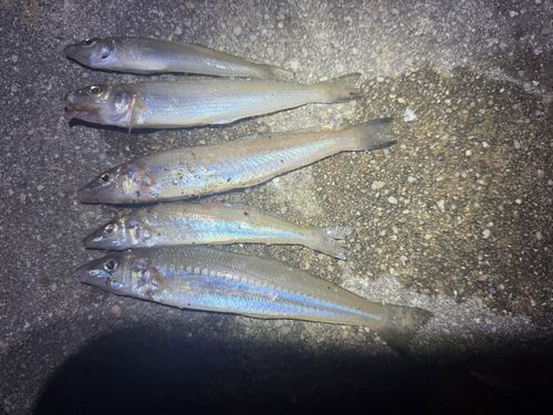 キスの釣果