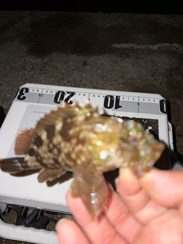 カサゴの釣果