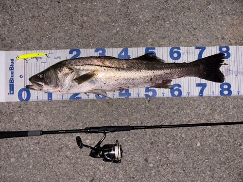 シーバスの釣果