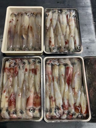 シロイカの釣果