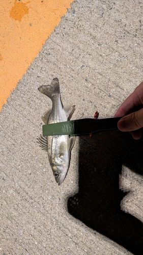 セイゴ（ヒラスズキ）の釣果