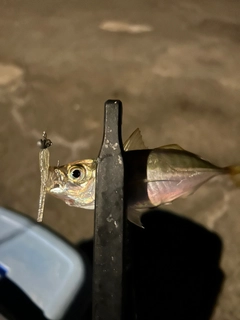 マアジの釣果