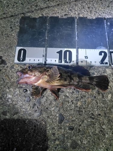 ガシラの釣果