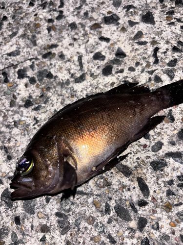 メバルの釣果