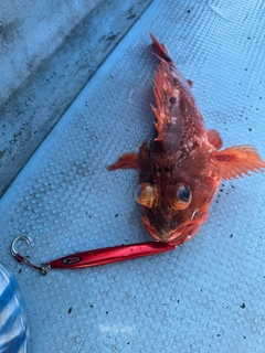 ウッカリカサゴの釣果