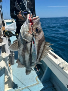 セトダイの釣果