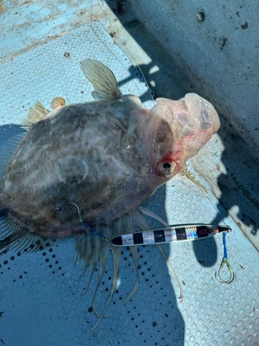 マトウダイの釣果