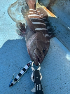 マハタの釣果