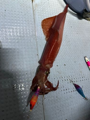 ケンサキイカの釣果