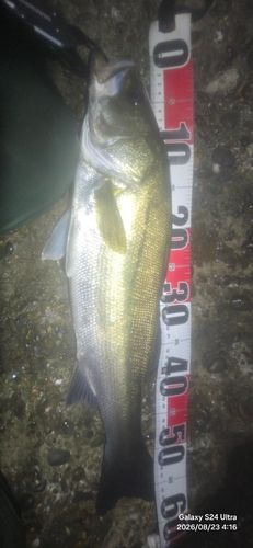 シーバスの釣果