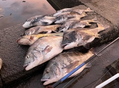クロダイの釣果