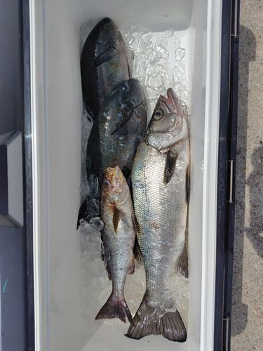 ヒラスズキの釣果