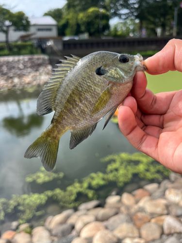 ブルーギルの釣果