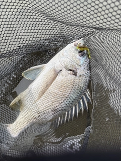 キビレの釣果