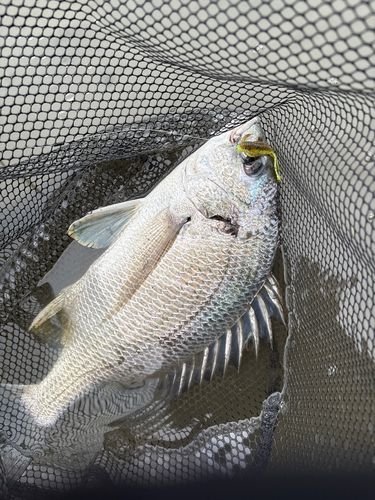 キビレの釣果
