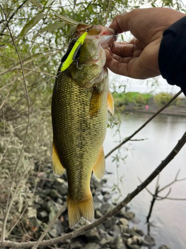 ラージマウスバスの釣果