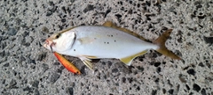 ショゴの釣果