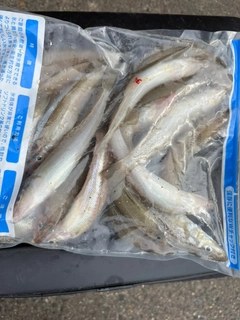キスの釣果