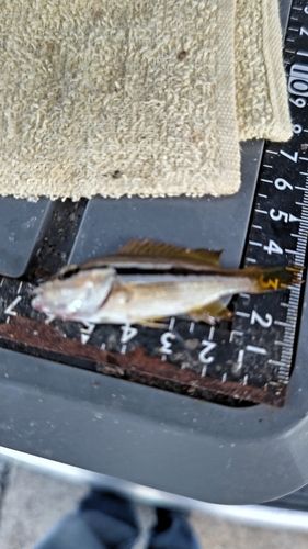 ヨコスジフエダイの釣果