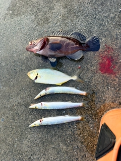 アオスジハタの釣果