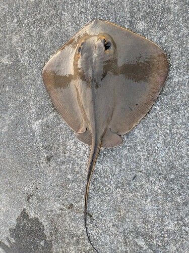 エイの釣果