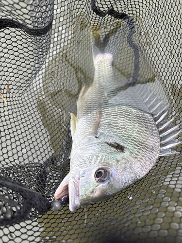 キビレの釣果