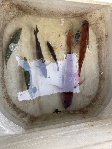 マダイの釣果