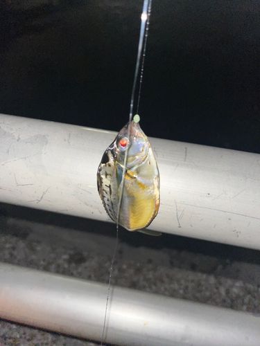 ヒイラギの釣果